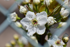 梨の花　開花　５