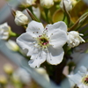 梨の花　開花　５