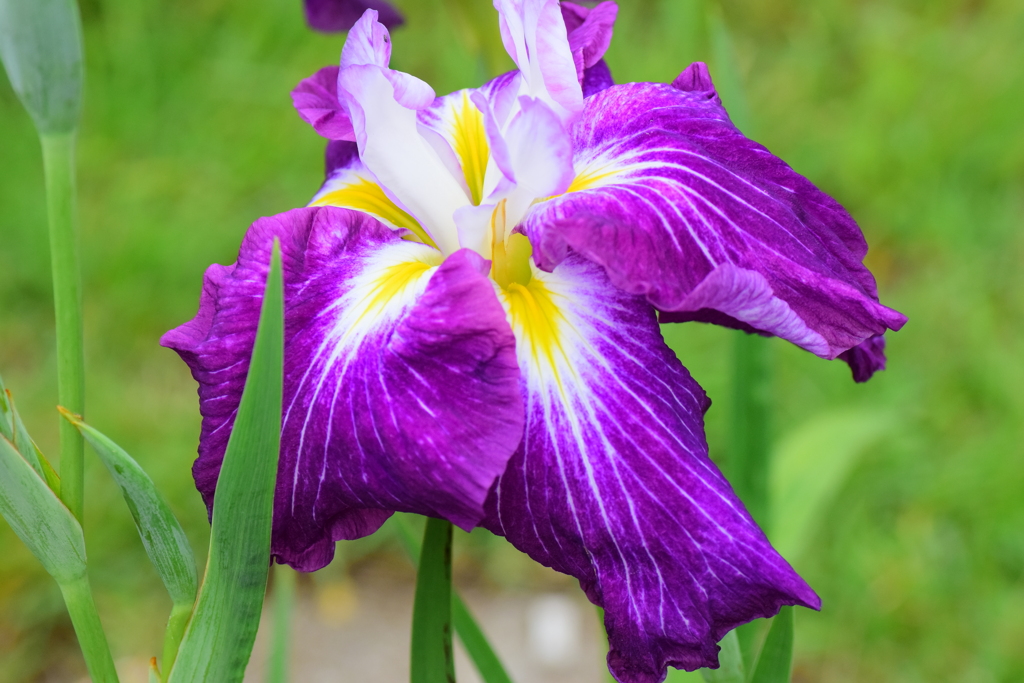 花菖蒲　１