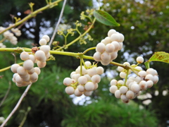 「白実の小紫」の実 3 「白実の小紫」の実 3