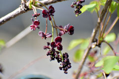 三つ葉木通（ミツバアケビ）の雌花、雄花　１
