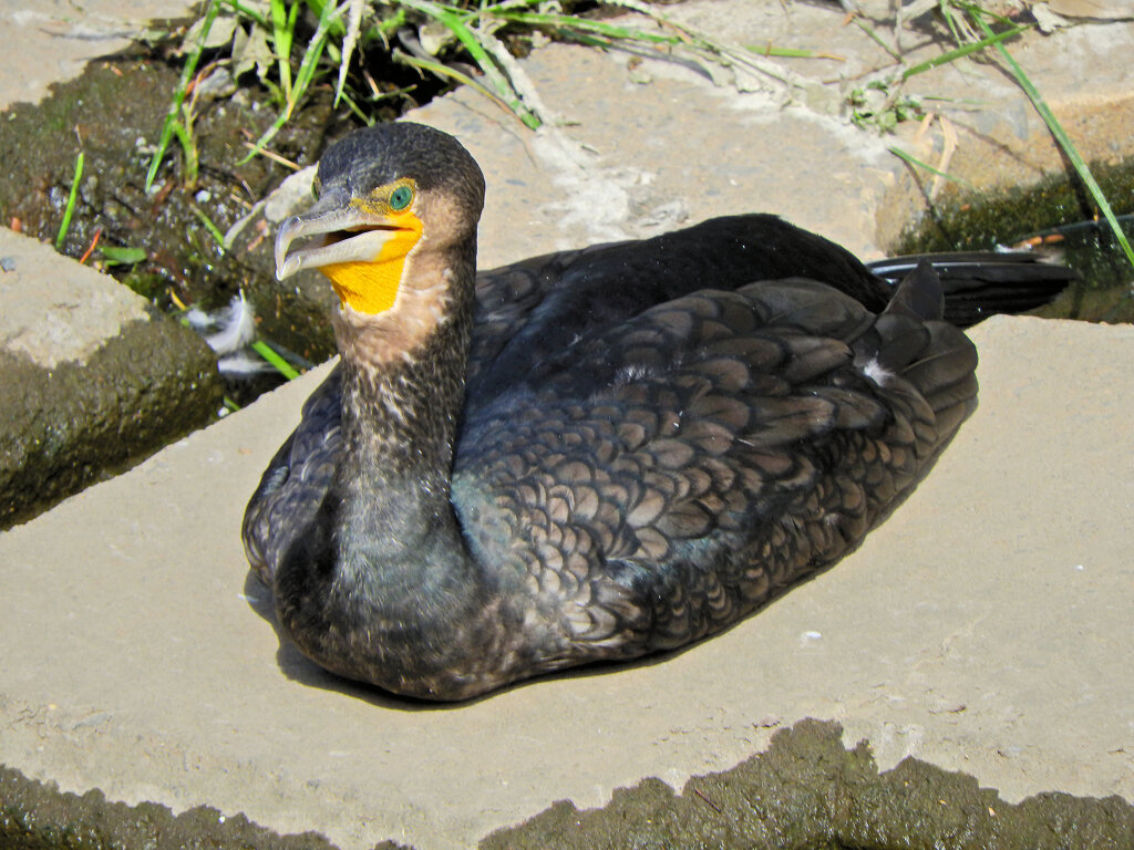 カワウ　１
