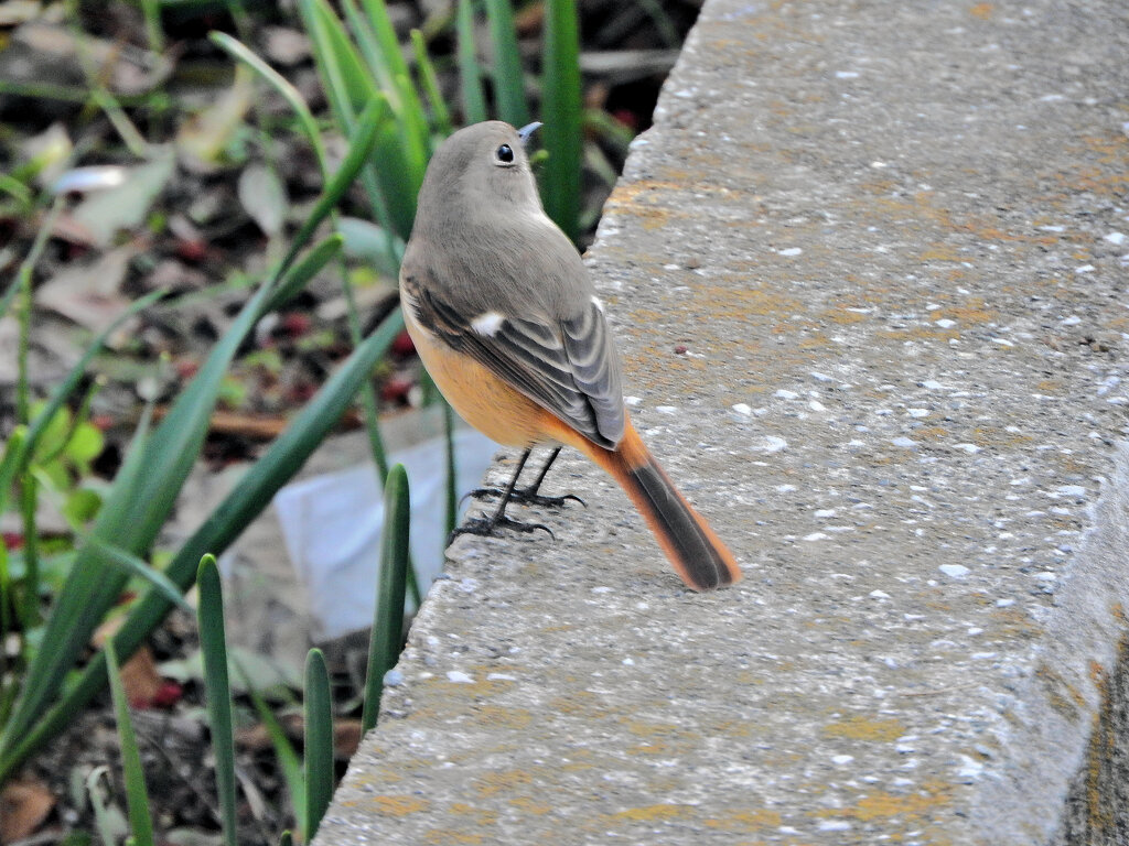 久々の　ジョビ子さん　７