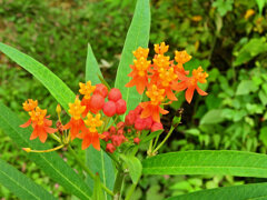 唐綿 （とうわた）   （アスクレピアス）４