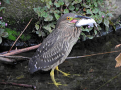 ホシゴイ (ゴイサギの幼鳥)鯔を捕獲 1 ホシゴイ (ゴイサギの幼鳥)鯔を捕獲 1
