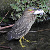 ホシゴイ　（ゴイサギの幼鳥）鯔を捕獲　１