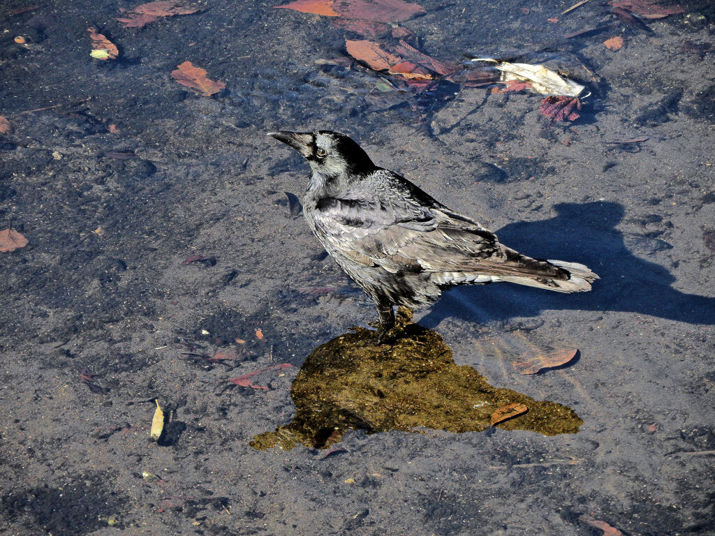 カァーΣ^)/　1/2