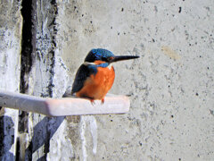 今日の　カワセミ　さん　２