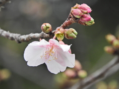 河津桜　開花　1/3