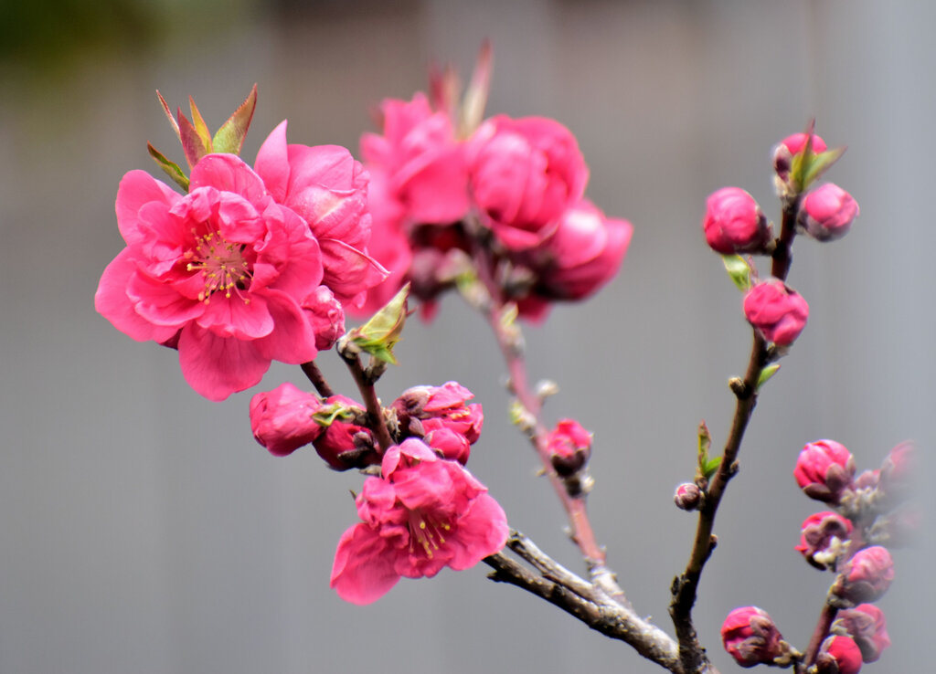 花桃　３
