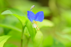梅雨入り・露草 （つゆくさ）６