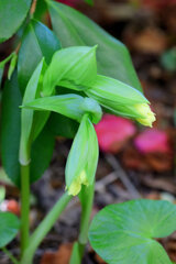 「黄花宝鐸草(きばなほうちゃくそう)」 「黄花宝鐸草(きばなほうちゃくそう)」