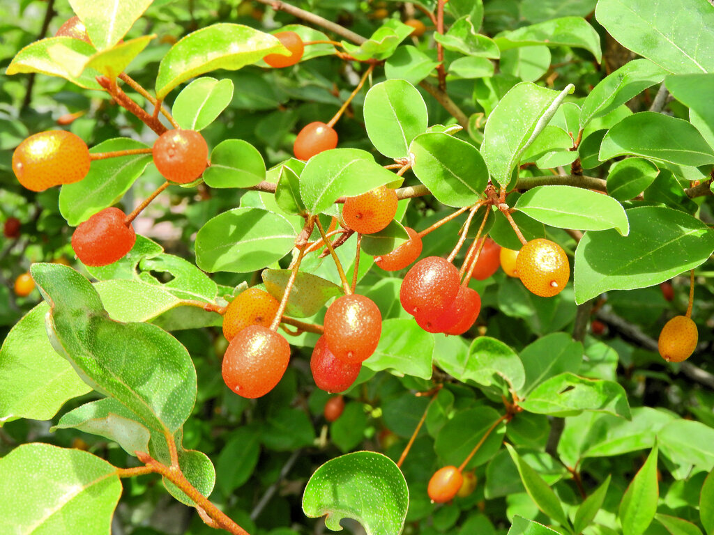 夏茱萸（ナツグミ）２