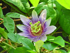 時計草　５