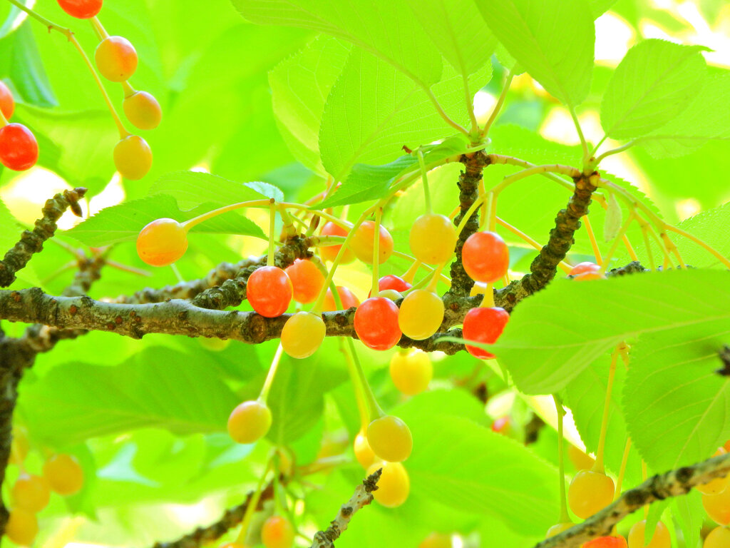 河津桜の実　６
