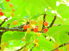 河津桜の実　６