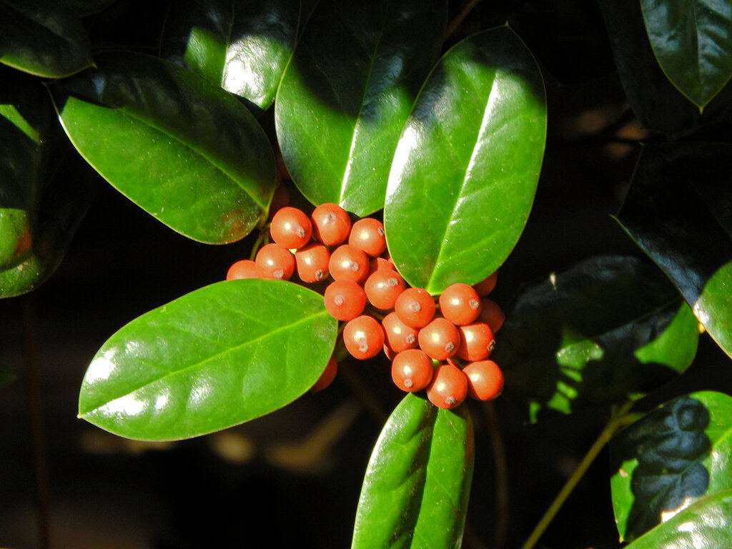 チャイニーズ・ホーリー　７