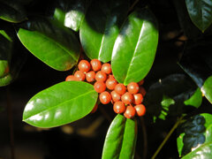 チャイニーズ・ホーリー　７