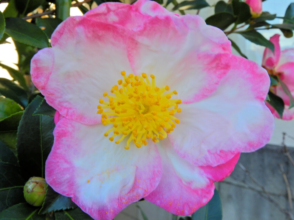 サザンカ 〜冬が来る〜 ４