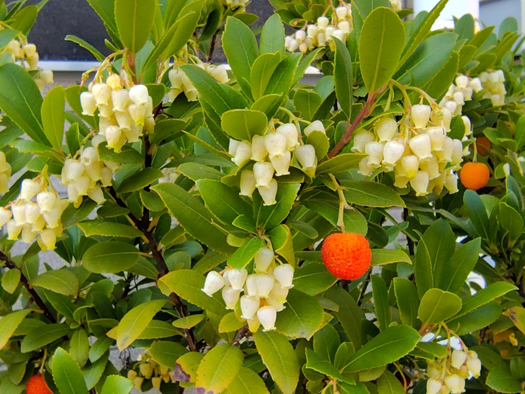 ストロベリーツリー   苺の木　（いちごのき）　実　３