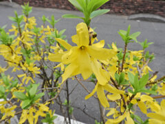 レンギョウ　４