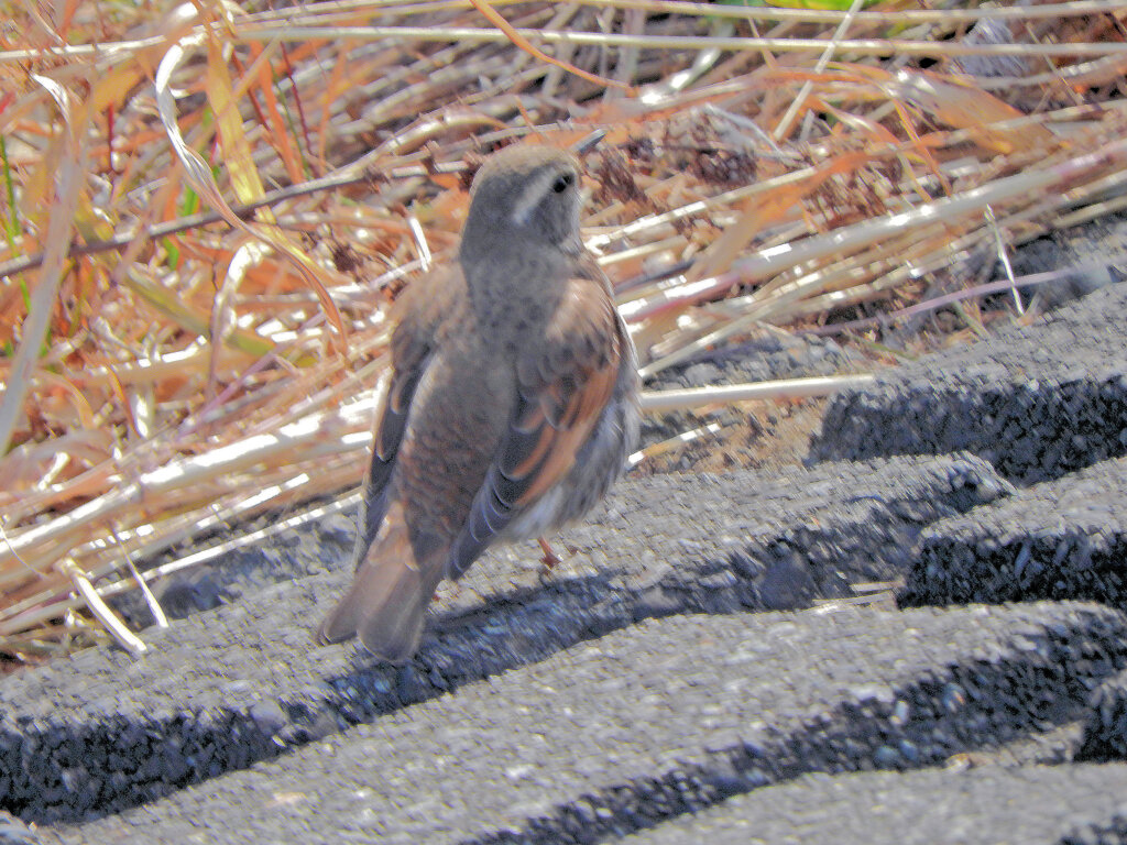 やっと出逢えた　ツグミ　さん　2/2