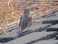 やっと出逢えた　ツグミ　さん　2/2