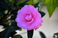 山茶花　（サザンカ）４