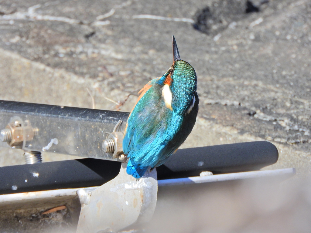 今日のカワセミ　さん　６