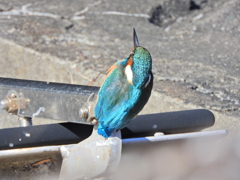 今日のカワセミ　さん　６