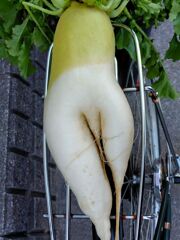 直売所で購入したSexyな大根・・・(／。＼)イヤン！ハズカシイ