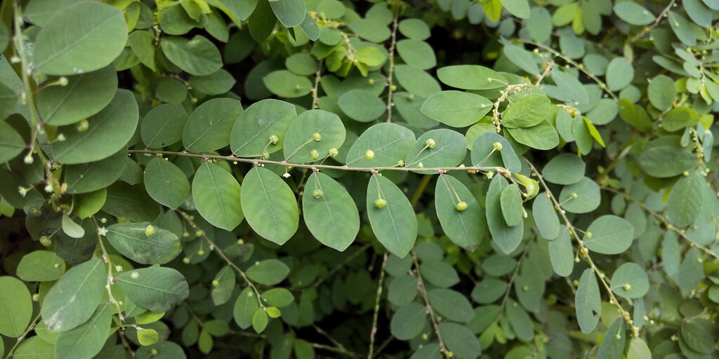 ブラジル小蜜柑草 （ブラジルこみかんそう）1/2