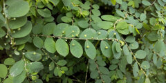 ブラジル小蜜柑草 （ブラジルこみかんそう）1/2