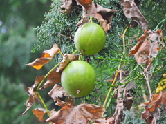 キカラスウリ（黄烏瓜）実２