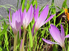 犬サフラン （いぬサフラン）４