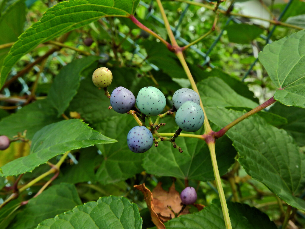 野ぶどう（野葡萄）の実　４