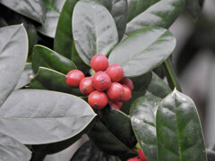 柊黐 （ひいらぎもち）　７