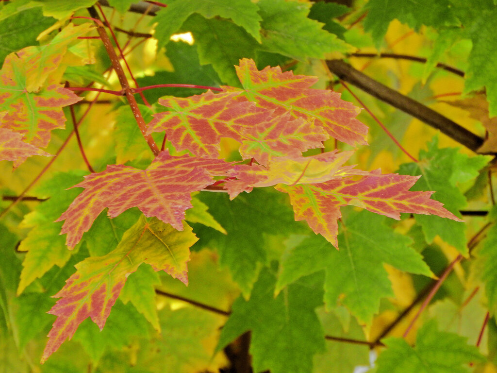 カエデの紅葉　９