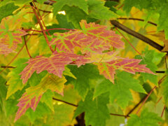 カエデの紅葉　９