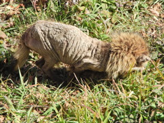 閲覧注意！野生の狸の現状　4/5