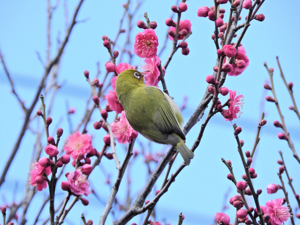 ウメジロー　②