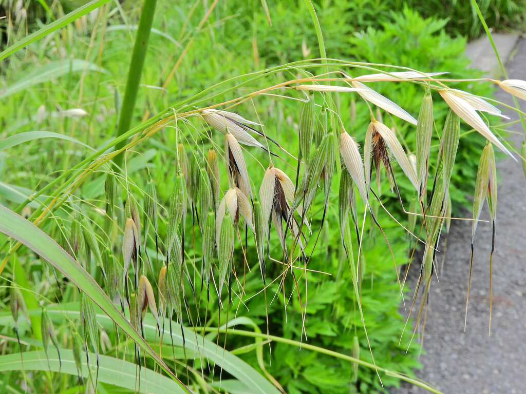烏麦 （からすむぎ）茶挽草（ちゃひきぐさ）１