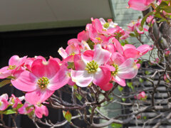 花水木　６