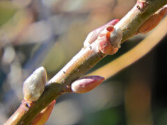 猫柳（ネコヤナギ）３