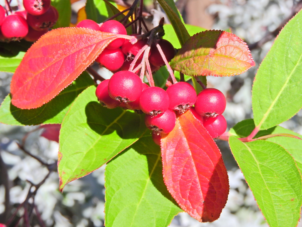 セイヨウカマツカ　４