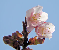 桜咲く・・寒桜 （かんざくら）６