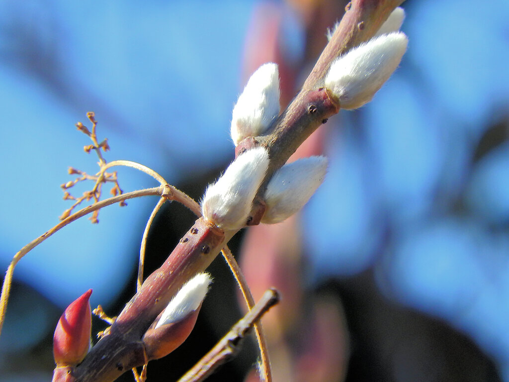 猫柳（ネコヤナギ）４