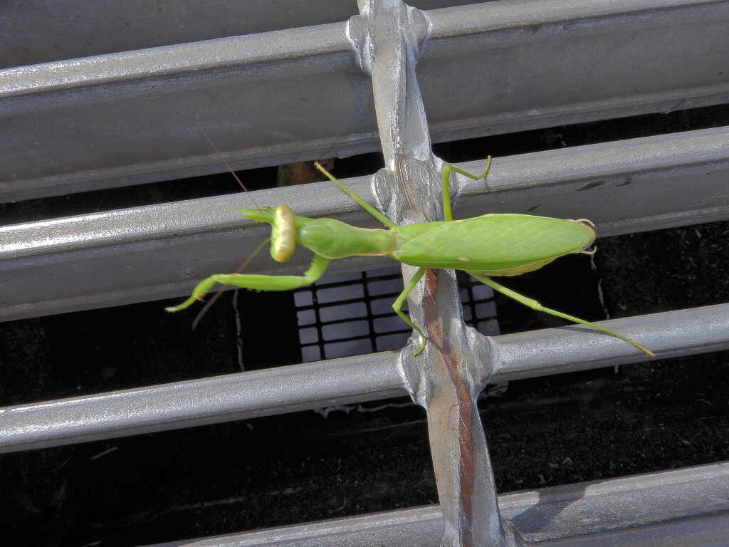 カマキリさんに出合った　1/8