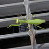 カマキリさんに出合った　1/8