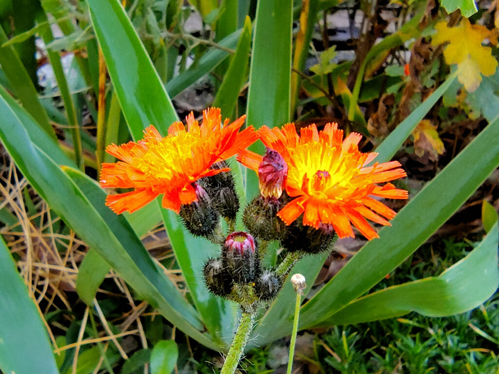 コウリンタンポポ（紅輪蒲公英）２